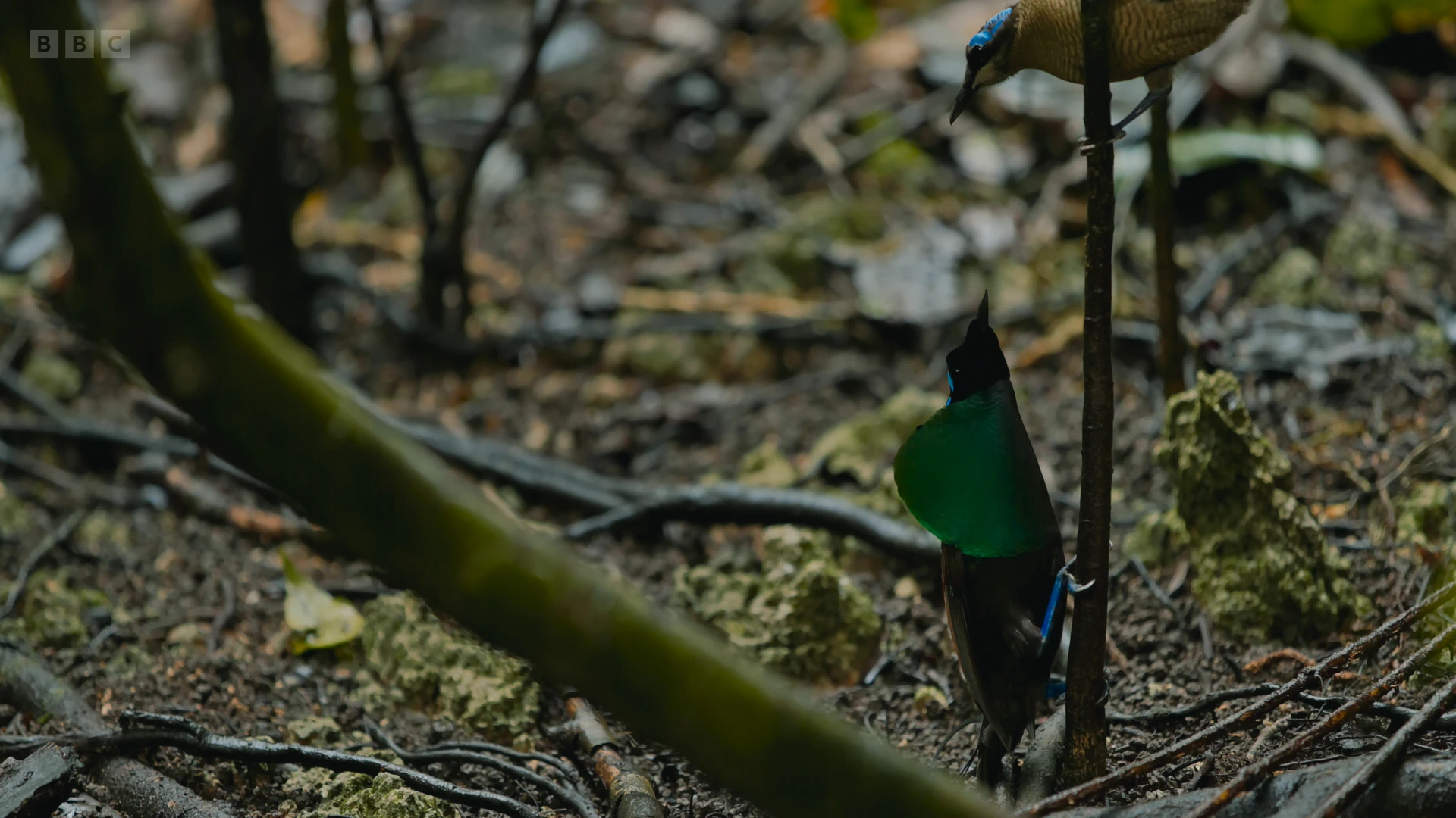 Wilson's bird-of-paradise (Diphyllodes respublica) as shown in Planet Earth II - Jungles
